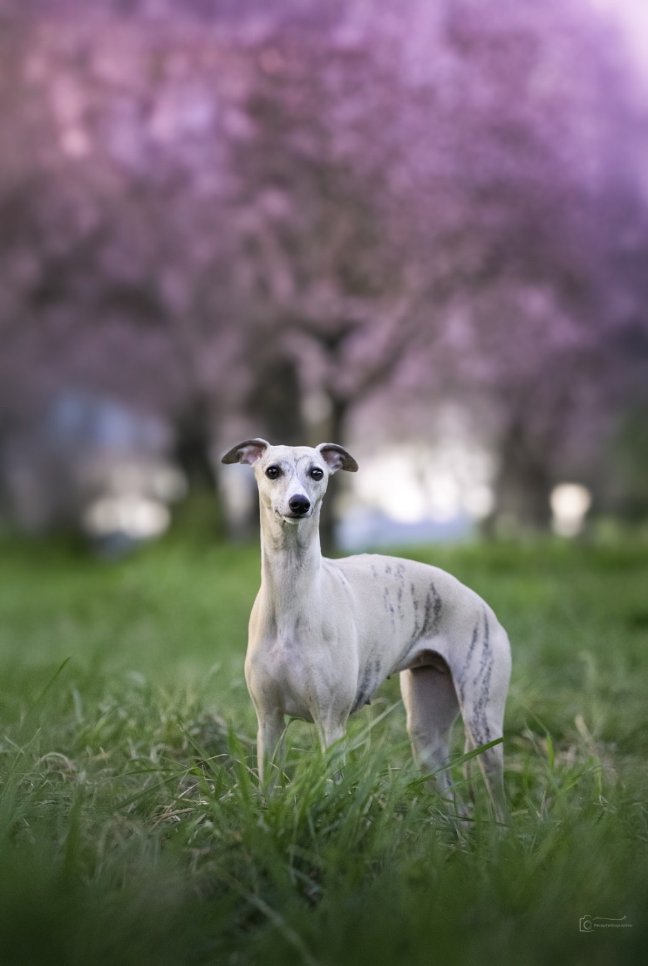 Ti amo Des Symphonies d'Arlequin